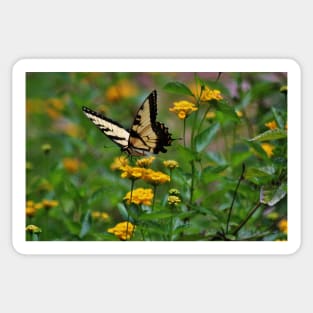 Swallowtail On Lantana Sticker